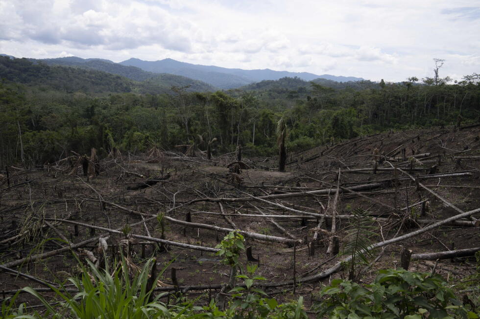 Hutan Dibongkar untuk Tambang, lalu Dijadikan 
