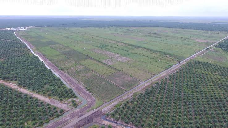 Ambisi 20 Juta Hektar: Apa yang Akan Terjadi pada Tanah, Air, dan Udara di Kawasan yang Dibuka?