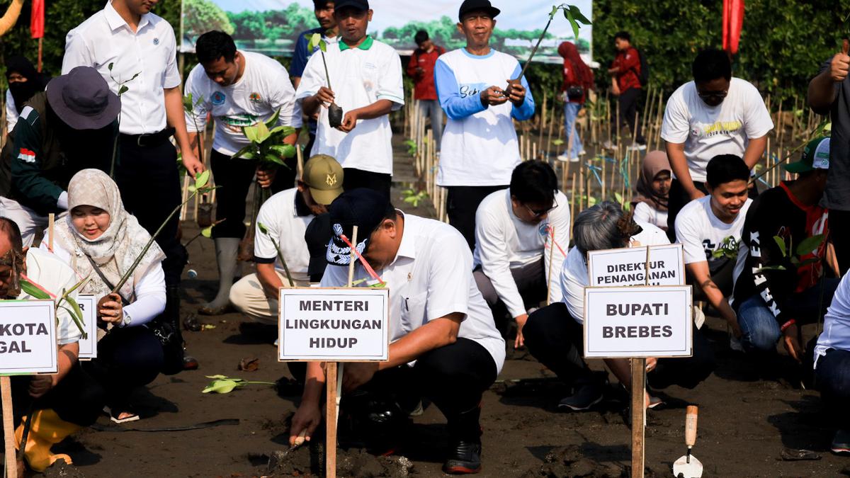 1.000 Pohon Mangrove Ditanam, 770.000 Hektare Rusak  Berapa Lama sampai Mangrove Baru Bisa Benar-Benar Melindungi Pantai?