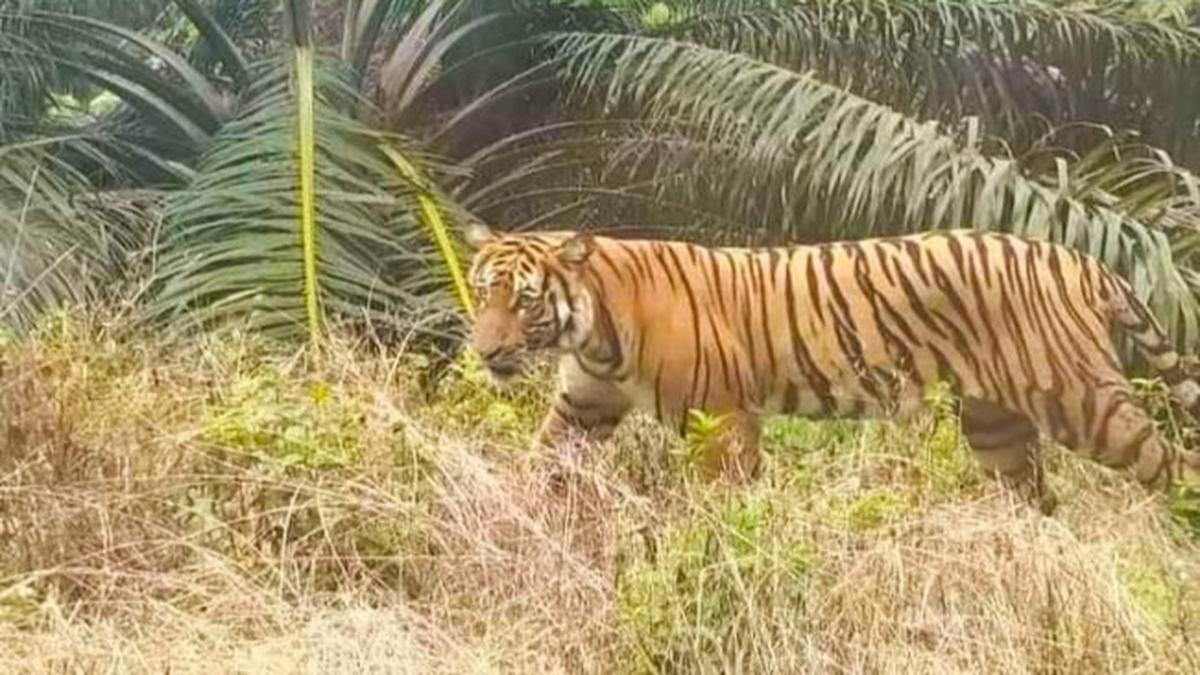 4 Serangan Harimau Sumatera dalam Sebulan di Riau Ini Bukan Soal Harimau yang 'Galak', tapi Soal Hutan yang Menyempit